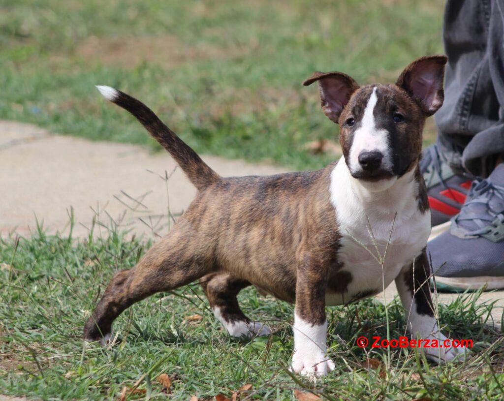 Mini Bull Terijer prelepi štenci