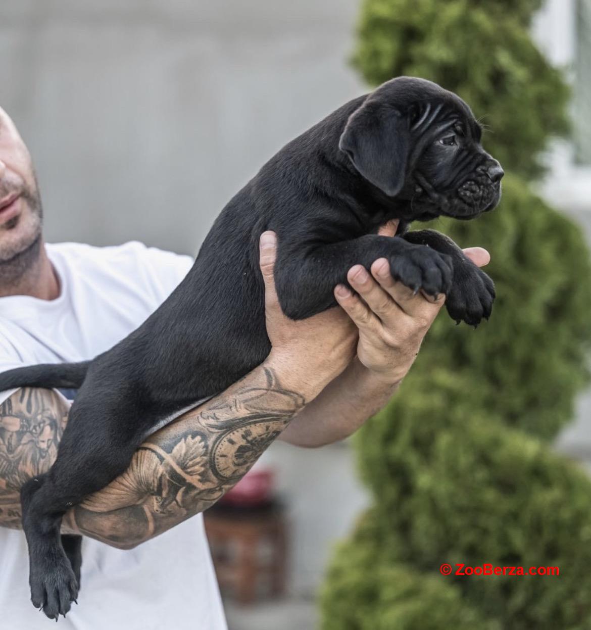 Cane Corso prelepi štenci