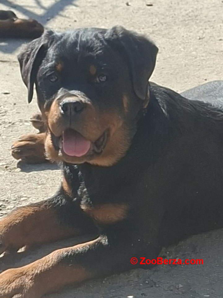 Rotvajler žensko štene   