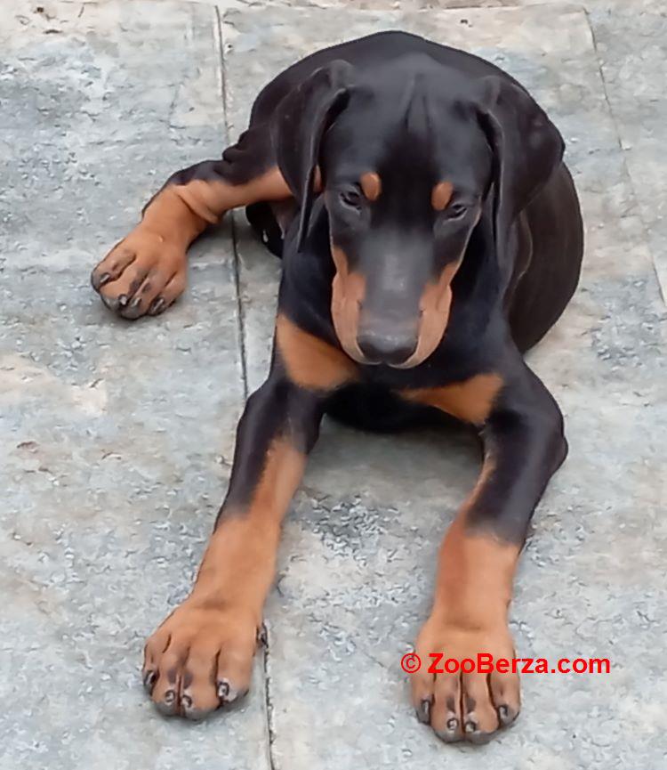 Doberman štenci