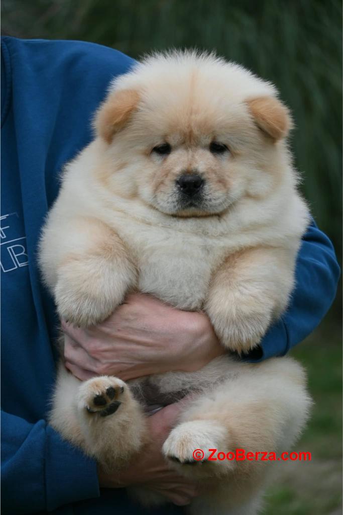 Chow Chow Čau Čau štenci