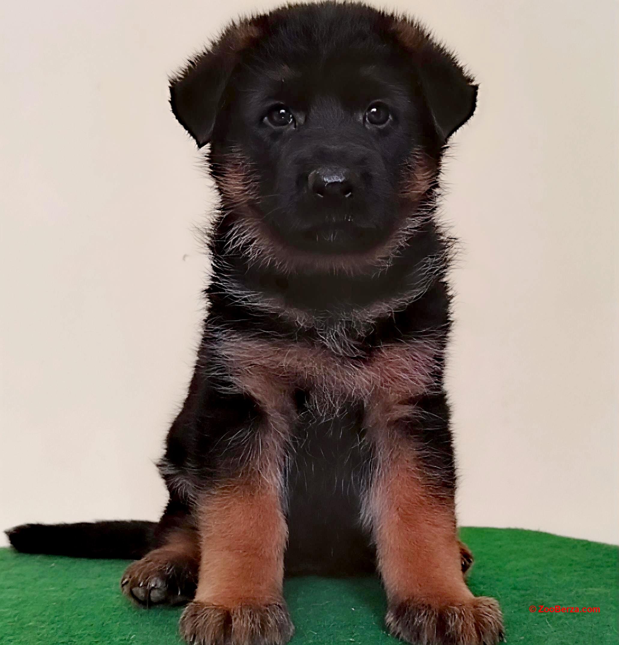 Nemački ovčar izvanredna štenad Beograd