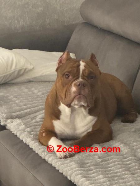 Muzjak -American Bully Exotic Merle