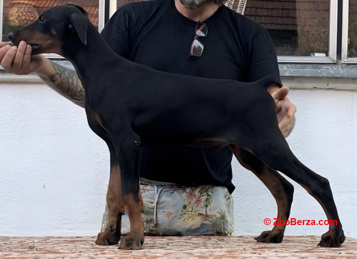 Doberman stenci