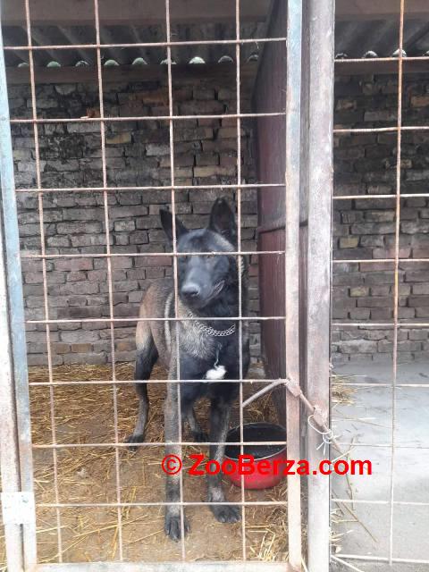 Belgijski ovčar MALINOA štenci