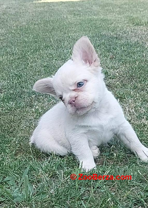 Francuski buldog stenci fluffy