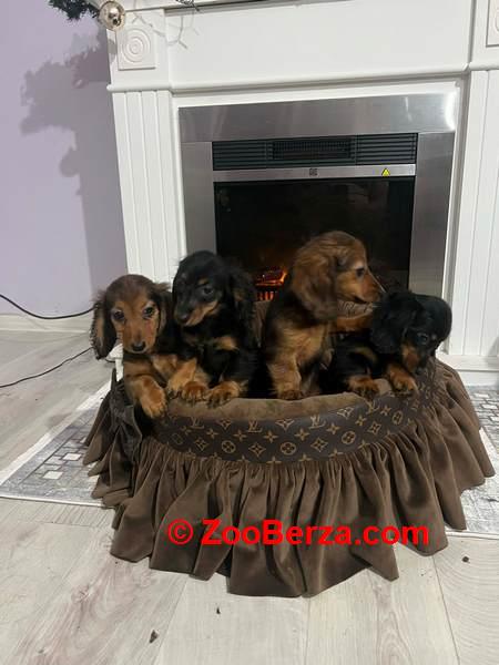 Dugodlaki patuljasti jazavičari štenci 