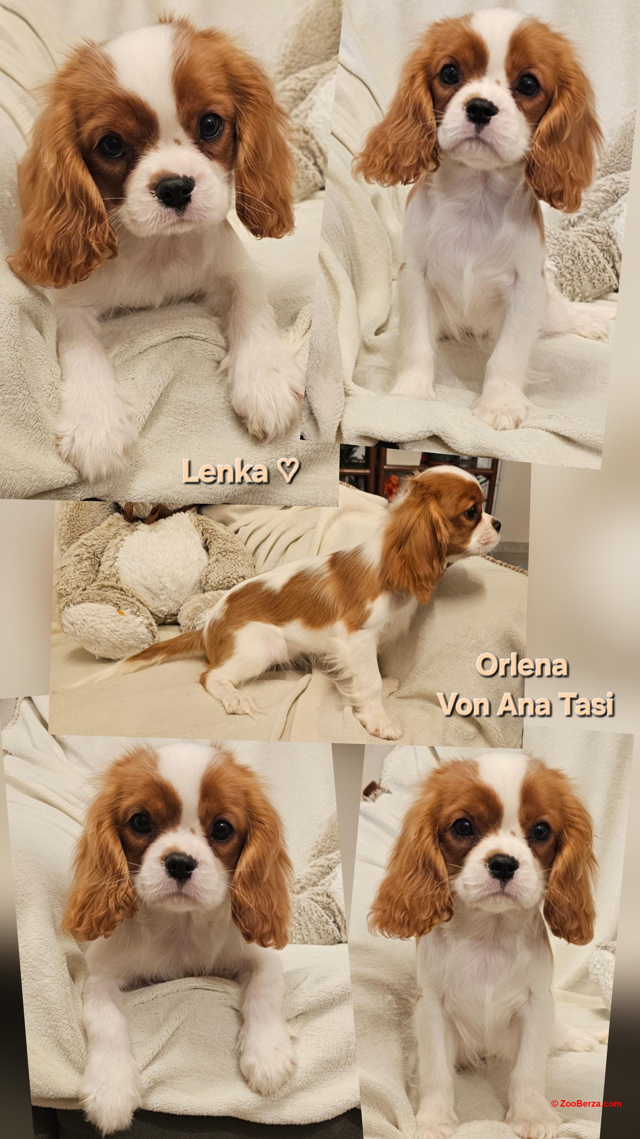 Vrhunski Cavalier King Charls Spaniel oba pola
