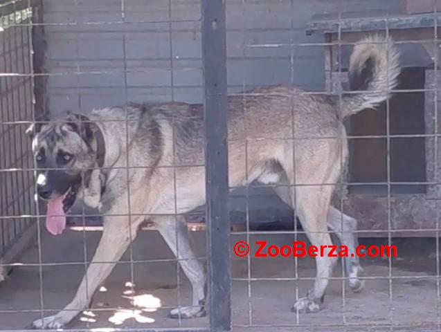 Turski Kangal, mužjak