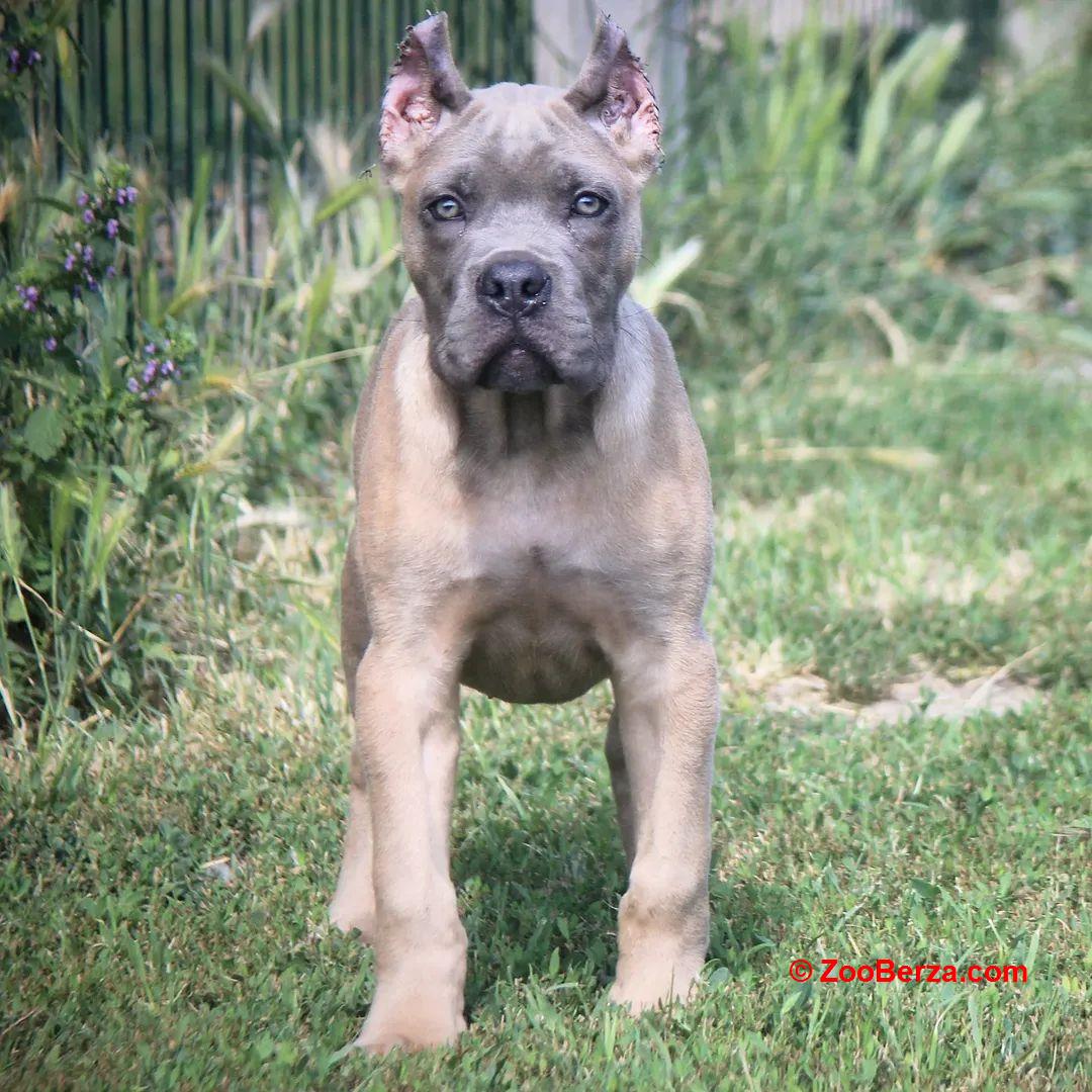 Cane Corso štenci