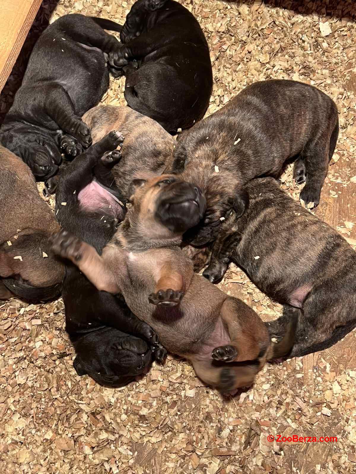 Južnoafrički mastif - Boerboel štenci