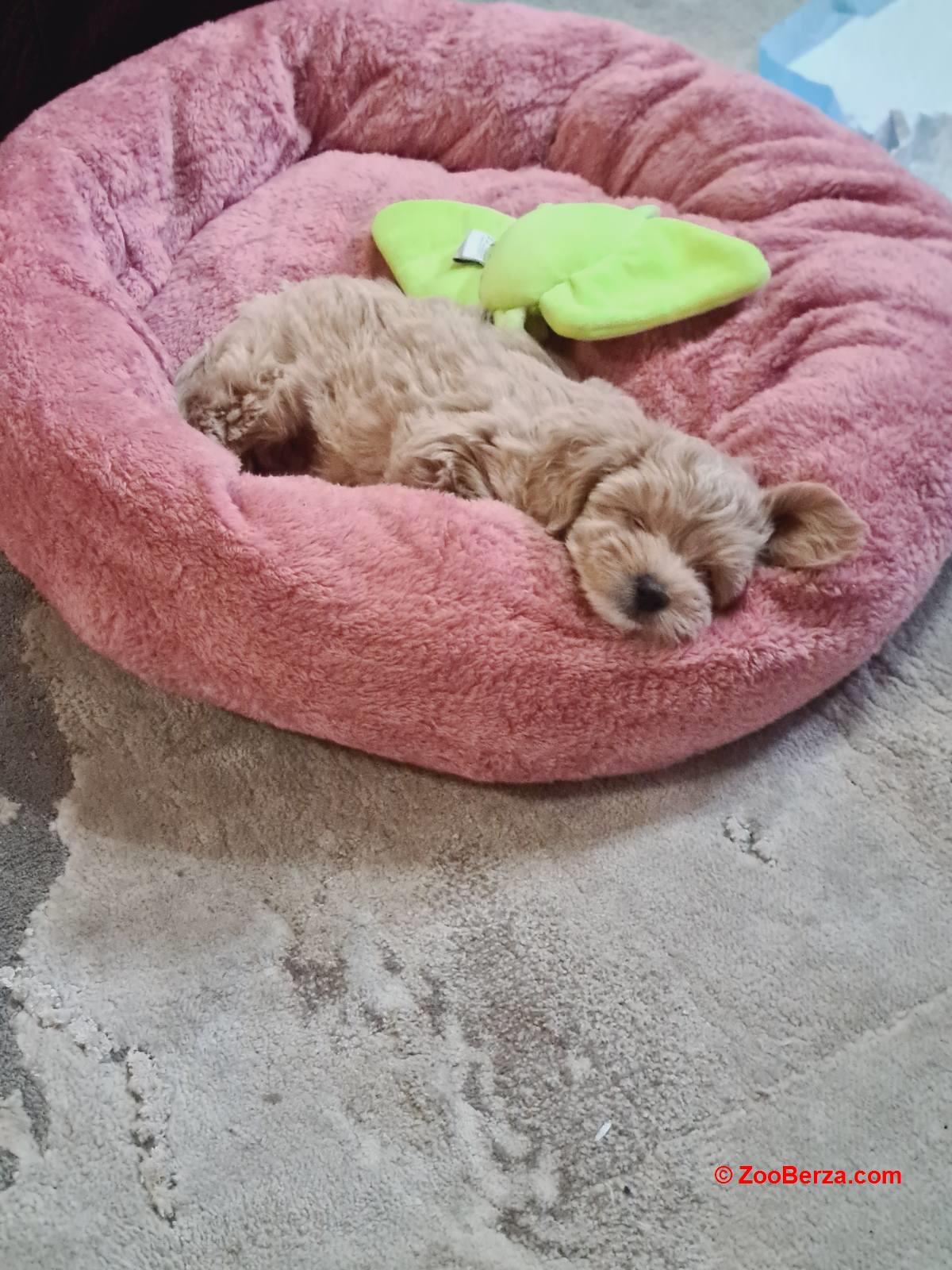 Maltipoo štenci