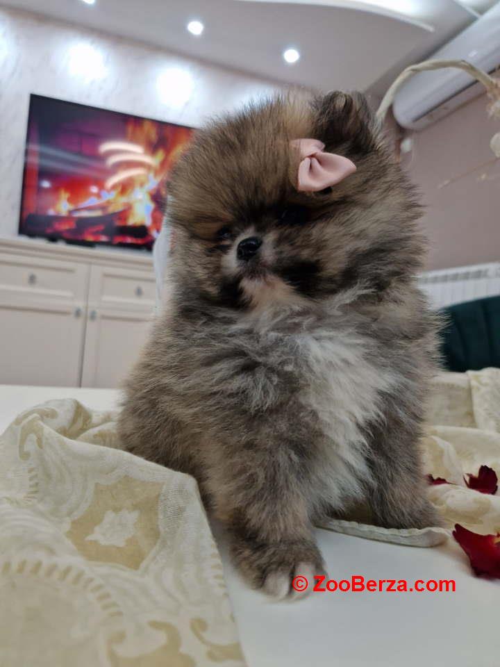 Pomeranci boo pravi medvedici 