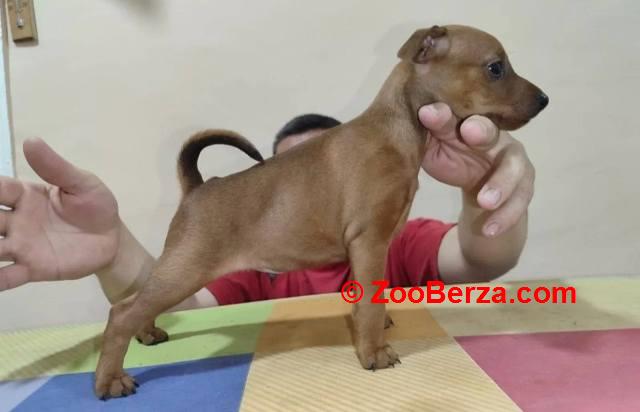 Patuljasti pinč štenci