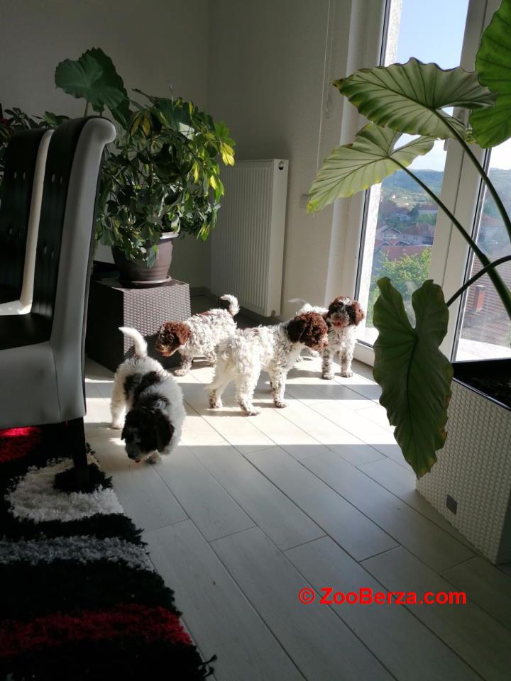 Dostupno novo leglo LAGOTTO ROMANJOLO 