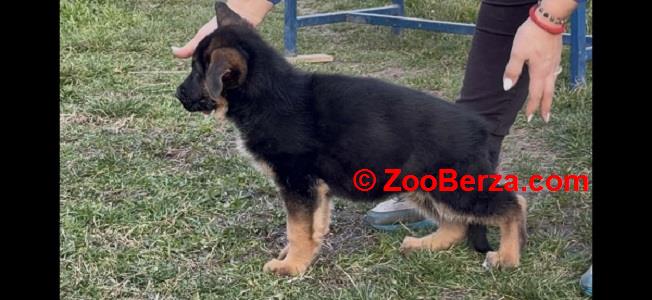 Štenci NEMAČKOG ovčara