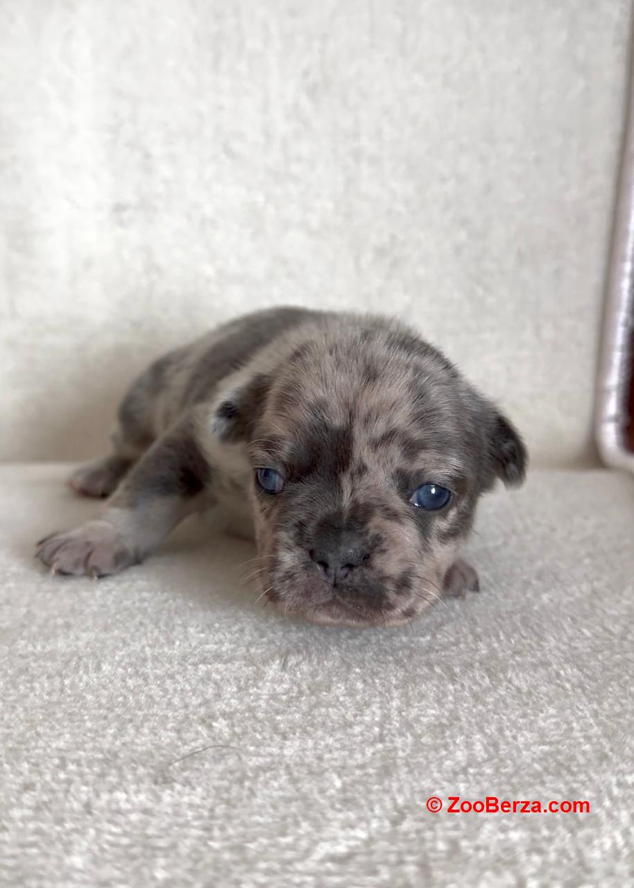 Francuski Buldog prelepi štenci