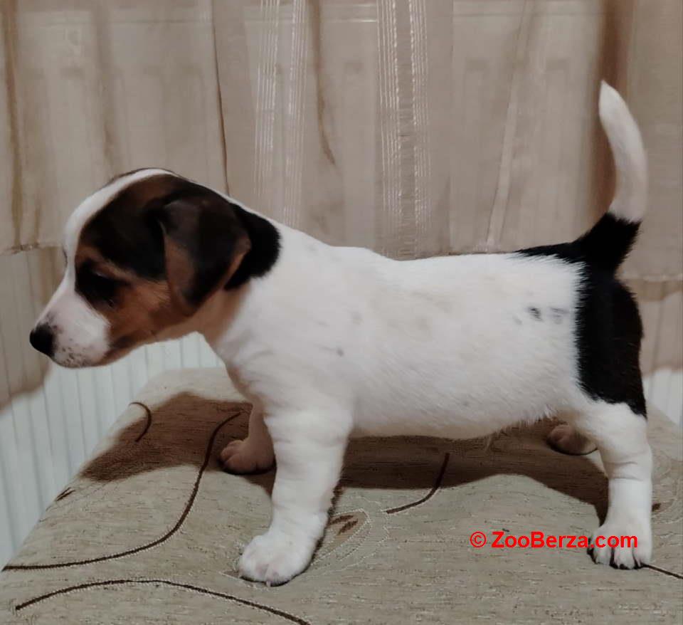 JACK RUSSELL TERIER Tarik i Troja  