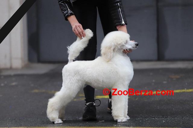 Štenci velike KRALJEVSKE POODLE 