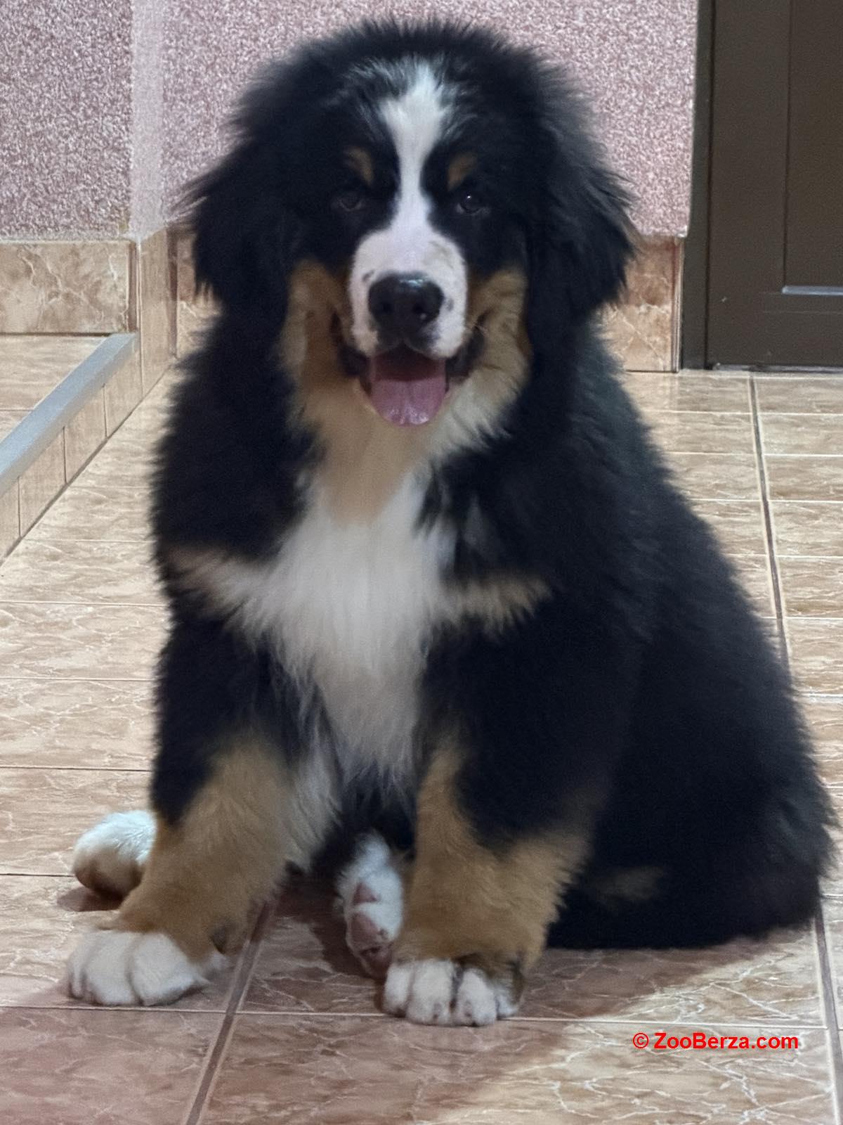 Na prodaju stenci bernskog planinskog psa, odlicnog kvaliteta