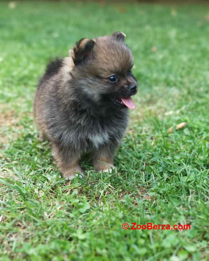 Pomeranski spic, prelepog krzna 