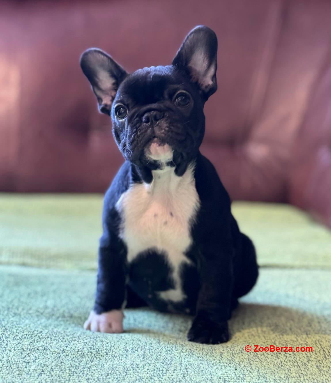 Francuski Buldog prelepi štenci