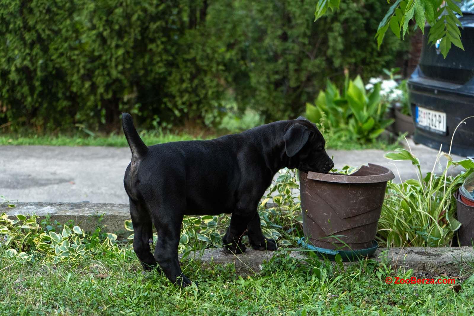 Južnoafrički mastif – Boerboel štenci