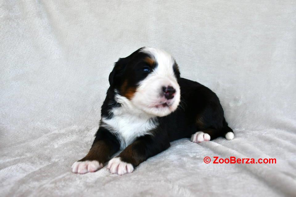 Bernski planinski pas 