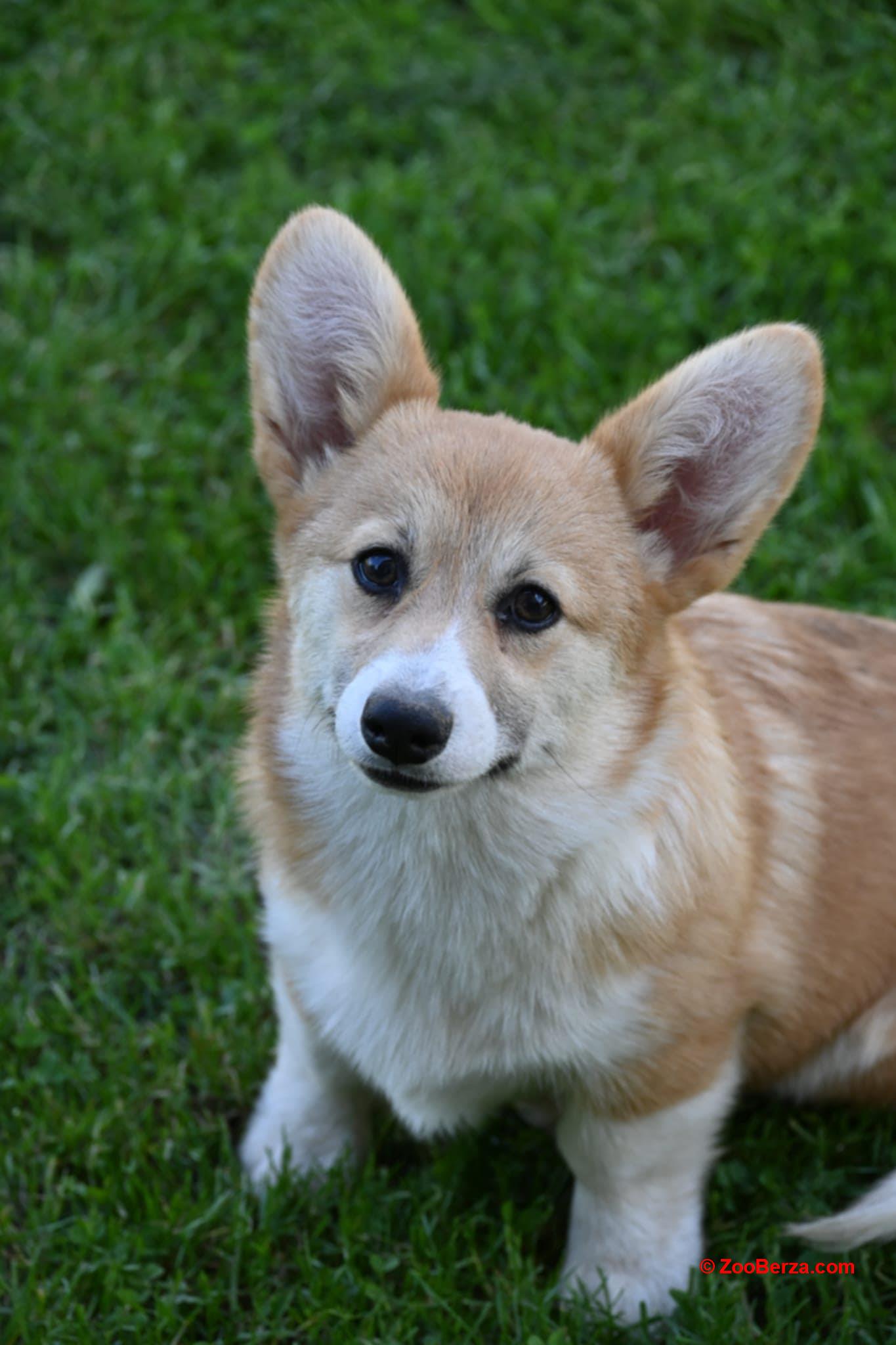 Velski korgi/Welsh Corgi Pembroke