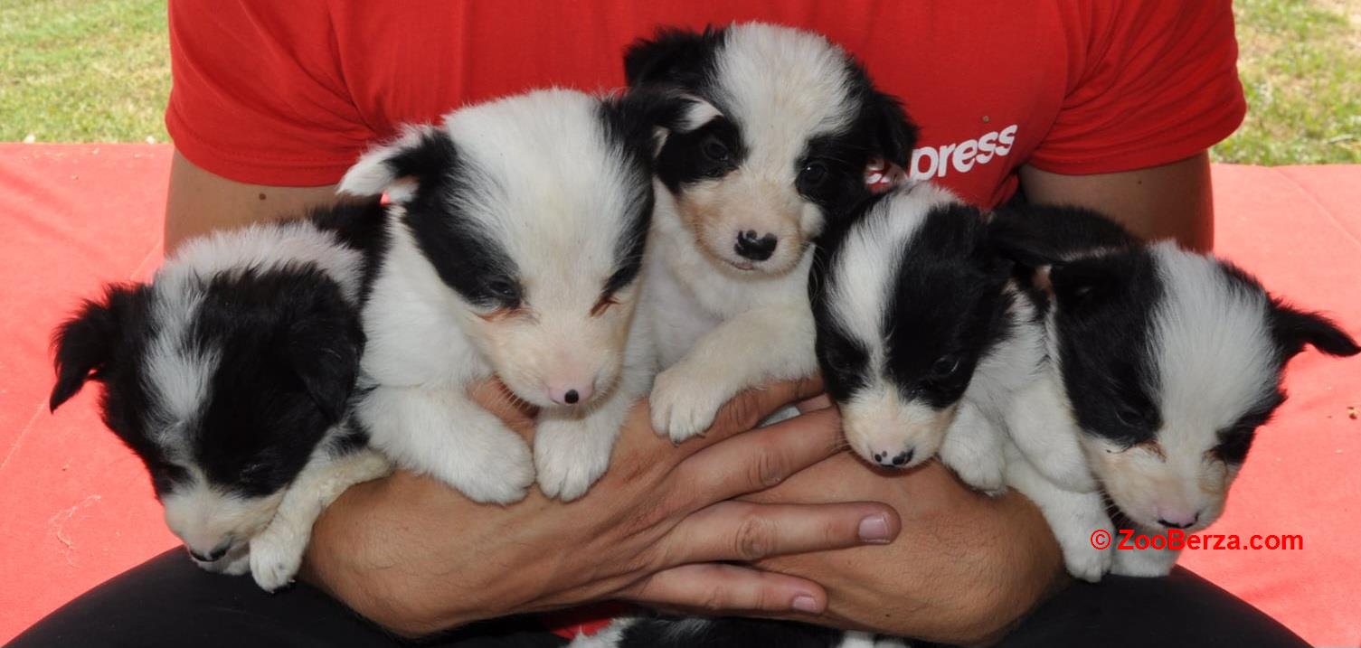 Border Collie štenci