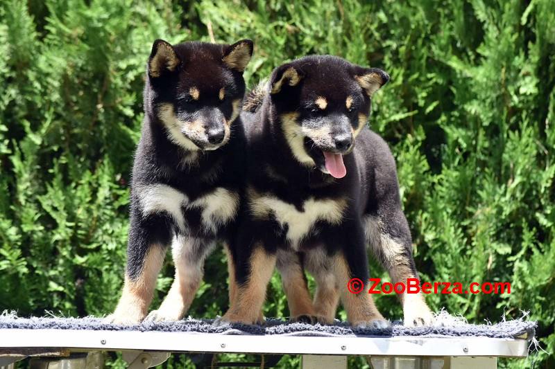 Shiba Inu / Šiba inu, štenci