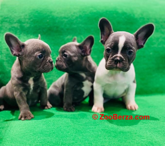 Francuski buldog štenci egzotične plave boje
