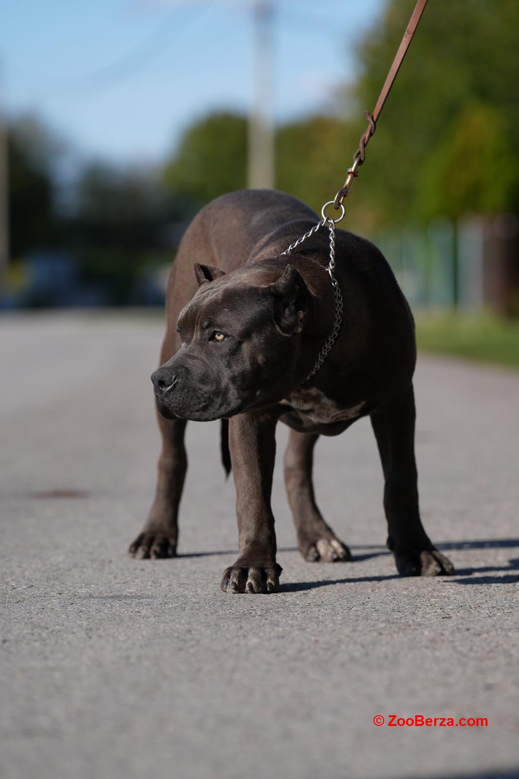 American Bully XL muško štene