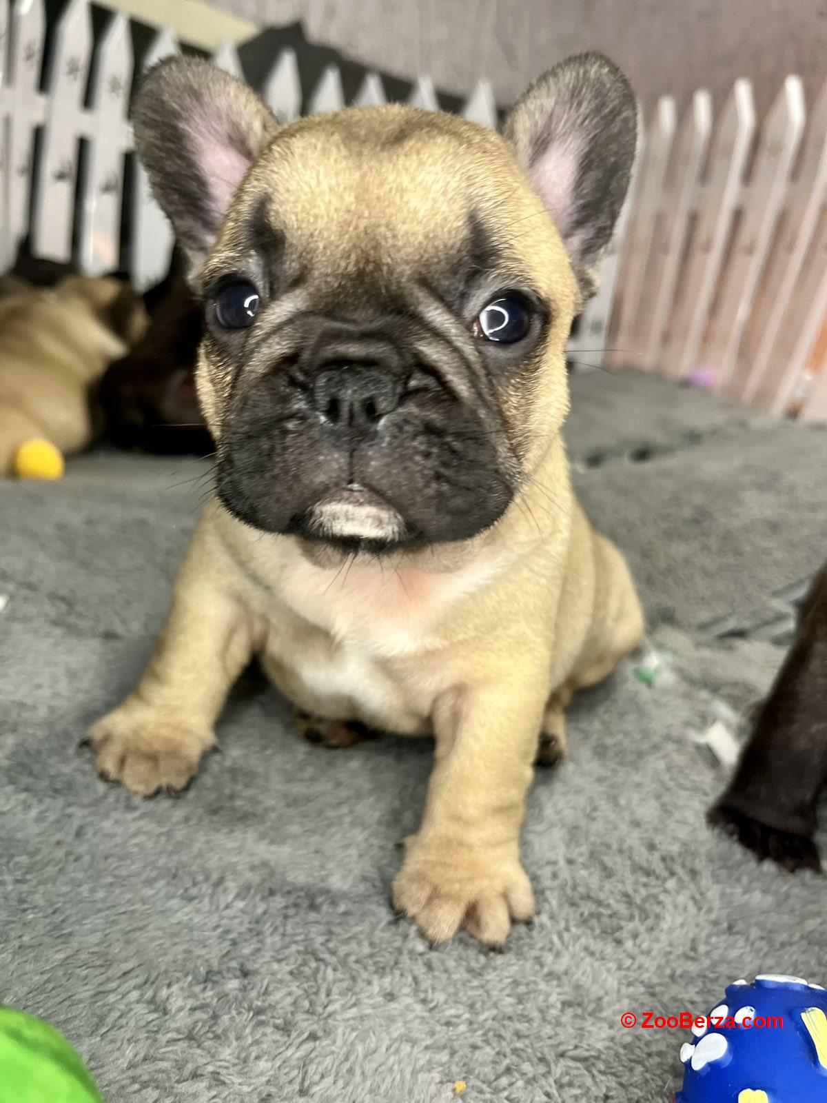 Francuski Buldog PRELEPI štenci