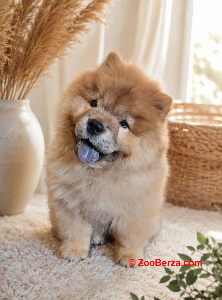 Predivan Chow Chow mužjak, star 3 meseca  