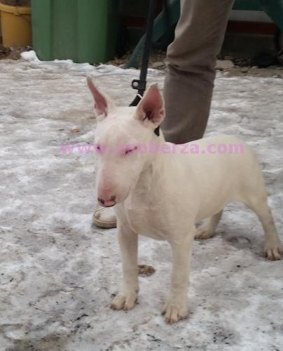 Bull Terrier stenci