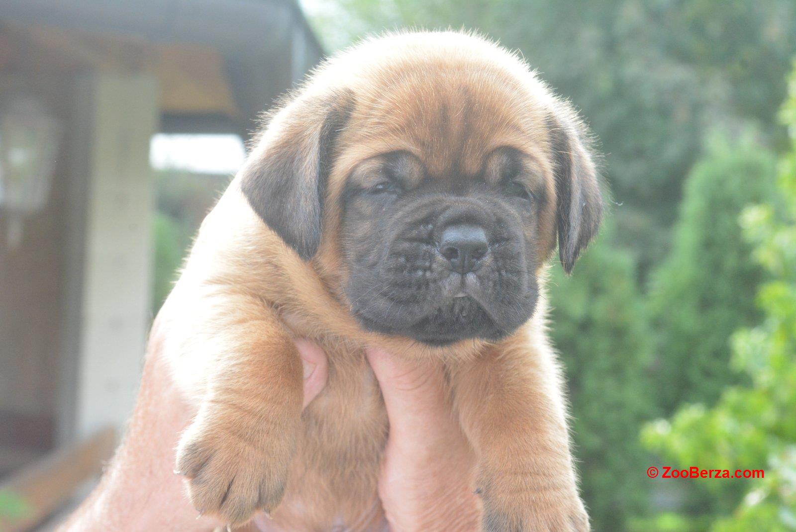 Bordoska Doga (Dogue de Bordeaux) prelepi stenci 