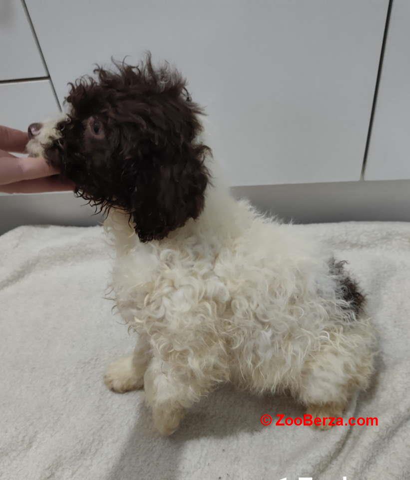 Lagoto romanjolo stenci 