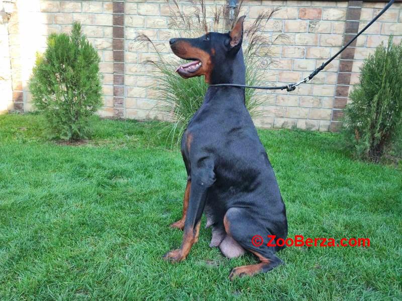 Doberman - skotna zenka