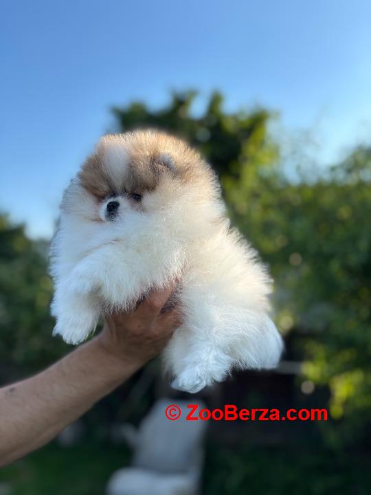 Pomeranski špic,Pomeranac,Pomeranian,Boo štenci