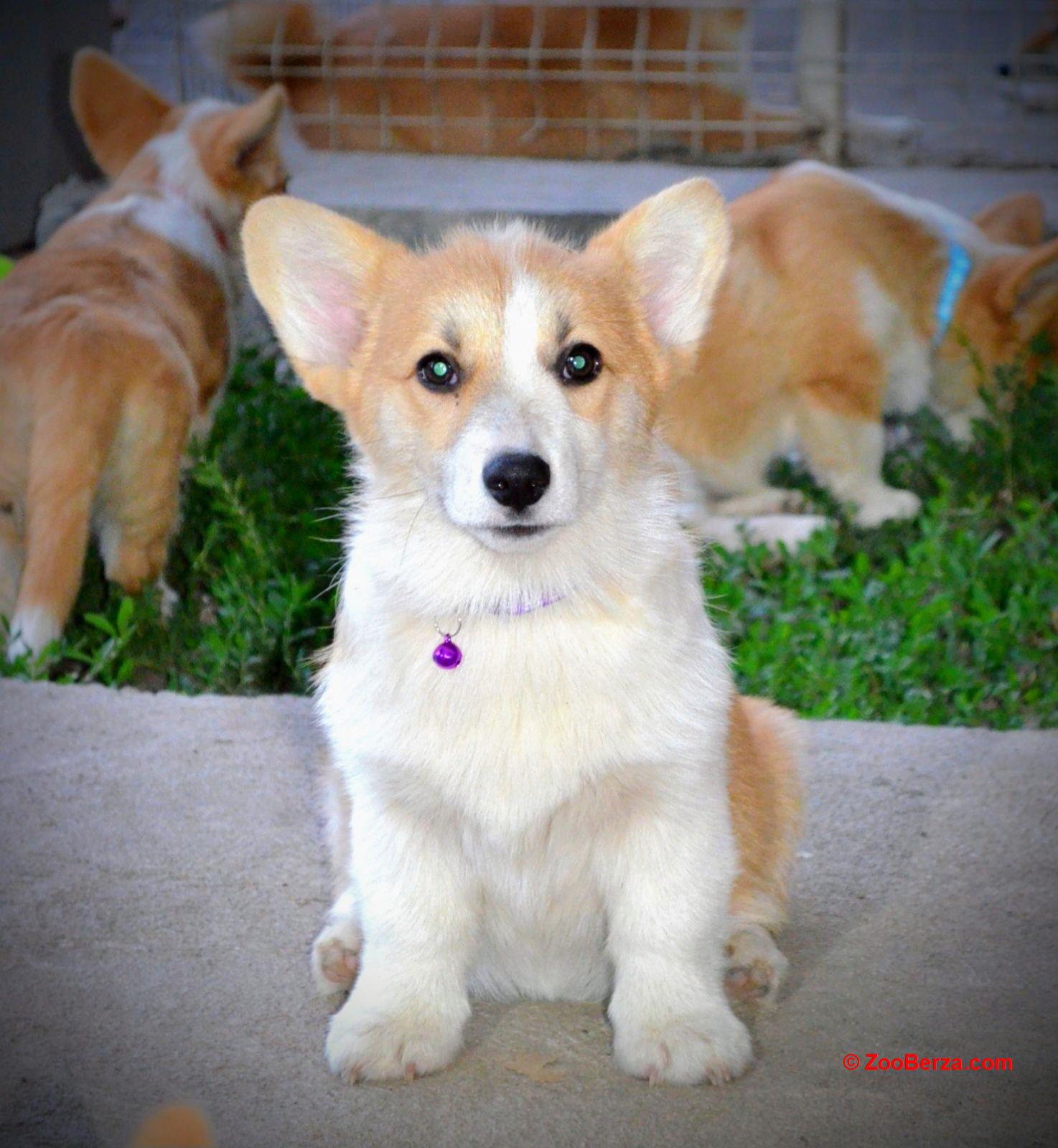 Welsh Corgi Pembroke štenci