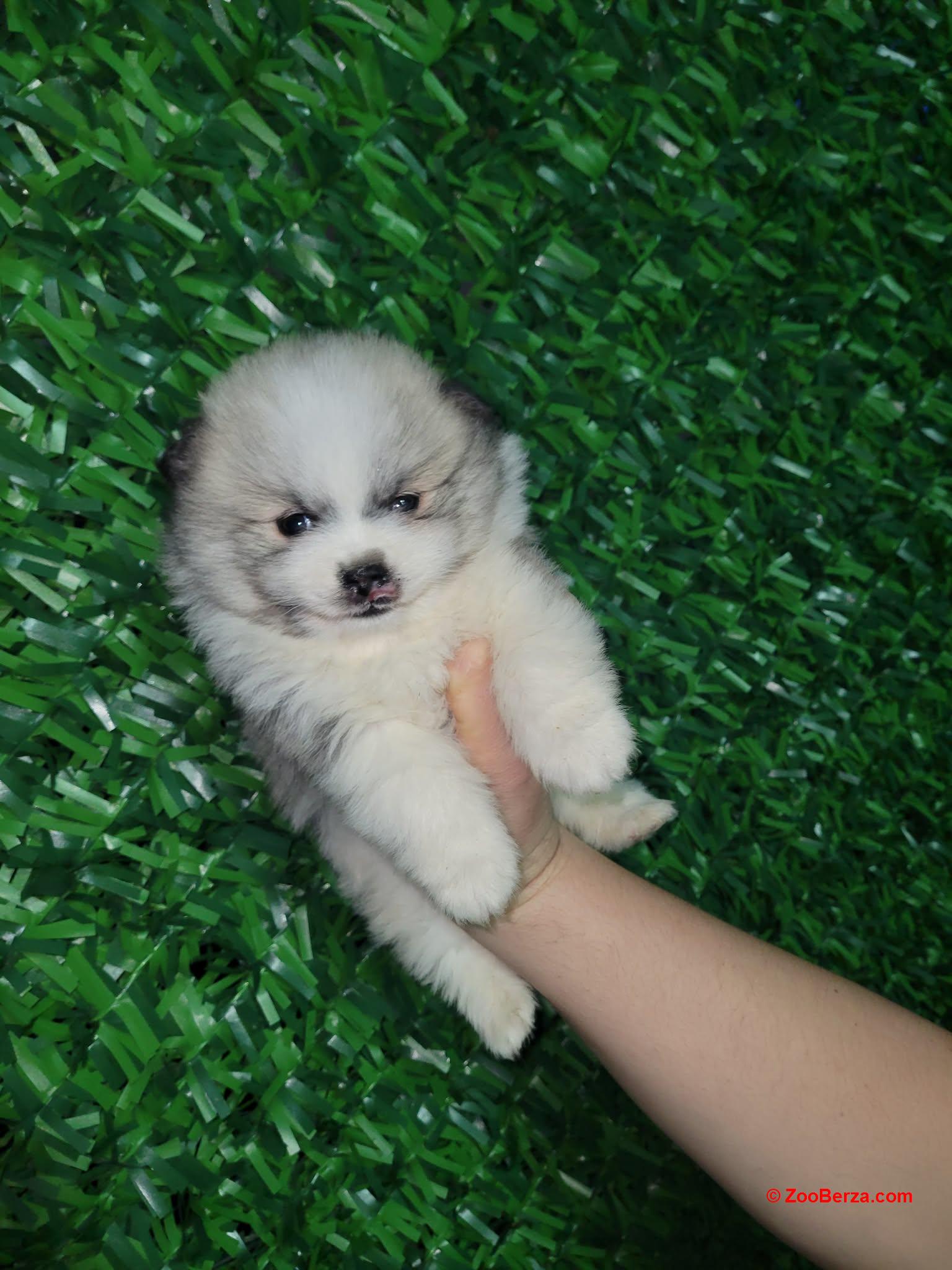 Pomeranac prelepi štenci