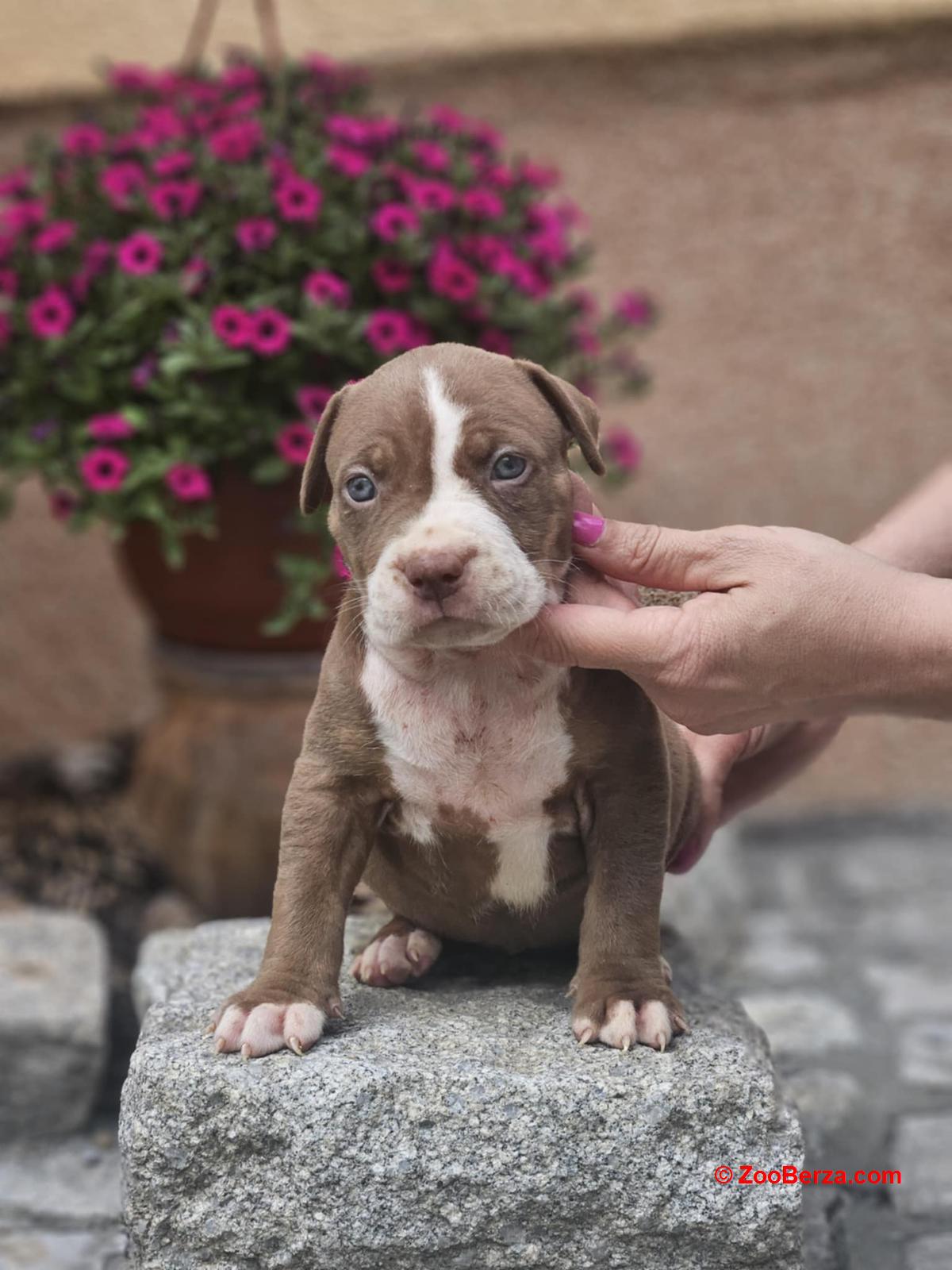 American Bully XL, Američki Buli štenci