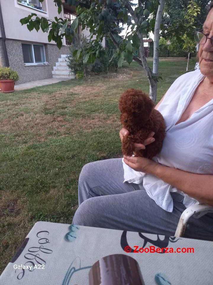 Crvena toy pudlica, žensko štene – staro 2,5 meseci 