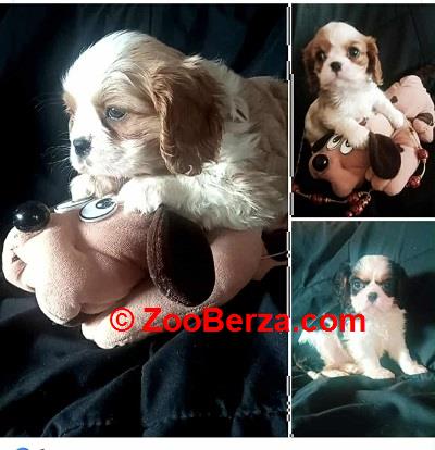Cavalier King Charles štenci 