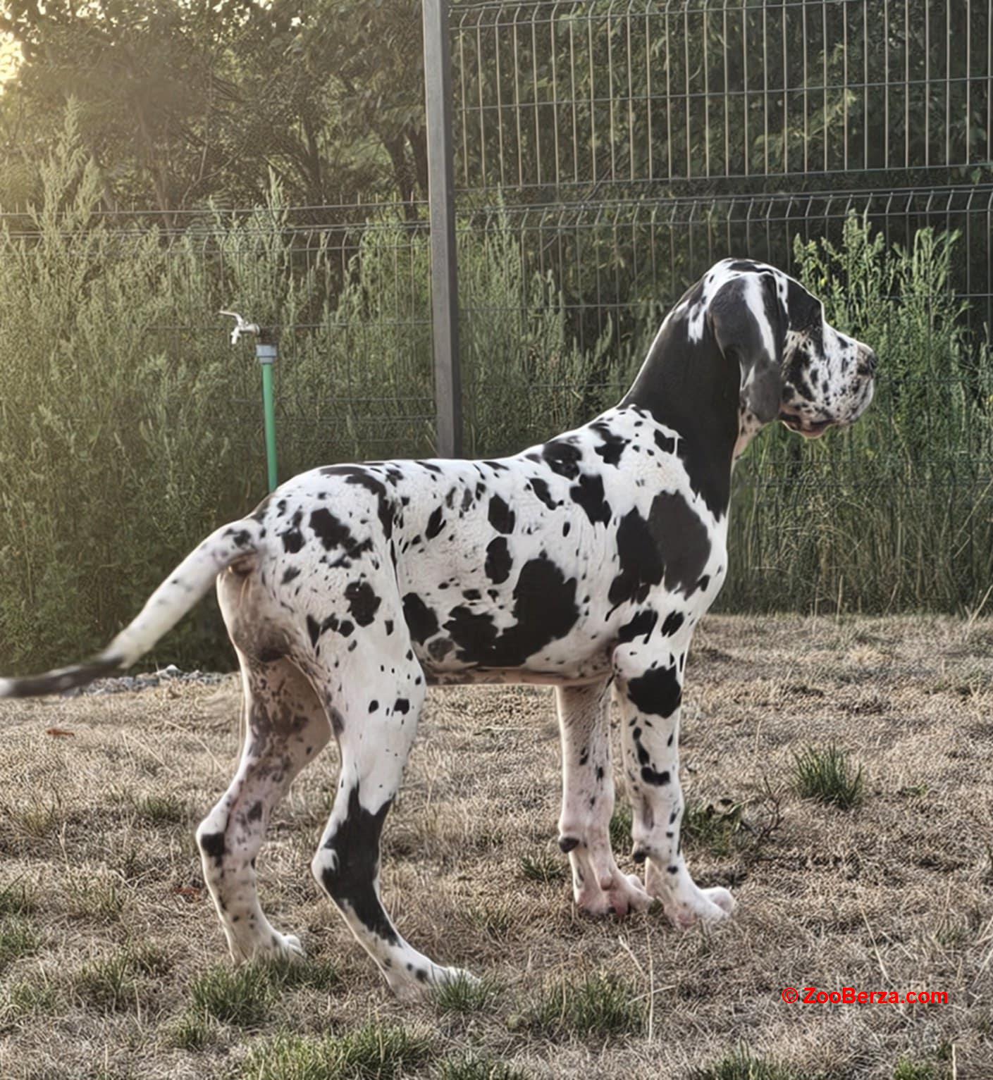 Nemacka Doga prelepi stenci