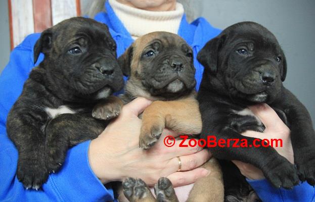 Cane Corso štenci