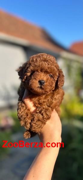 Stenci toy i mini pudle vrhinske genetike