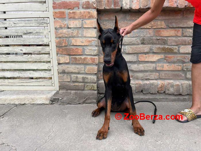 Doberman , štenci