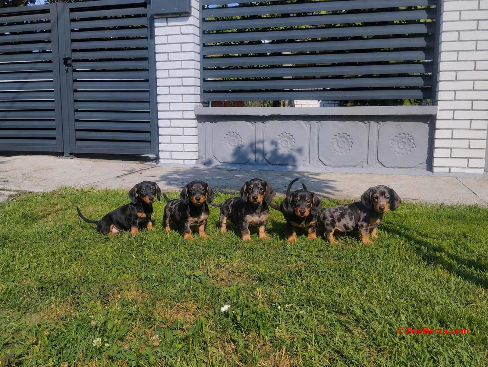 Jazavičar prelepi štenci na prodaju